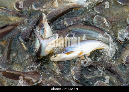 Catfish sciamatura e saltando nel fiume Chao Phraya a Bangkok, Thailandia, in competizione per il cibo sulla superficie. Foto Stock