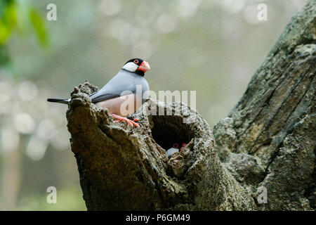 Coppia di Java passeri sull albero. Uno è nel nido all interno dell albero guardando fuori. In Edward Youde voliera, Hong Kong Park. Foto Stock