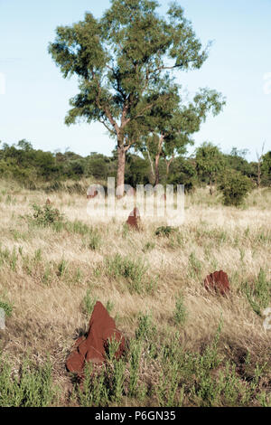 Tumuli di termite nel Parco Nazionale di Kakadu, territorio del Nord, Australia Foto Stock