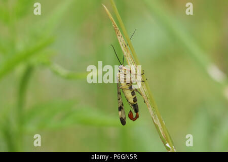 Una splendida voce maschile Scorpion Fly (Panorpa communis) appollaiate su una lama di erba. Foto Stock