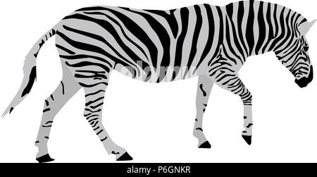 Zebra Illustrazione Vettoriale