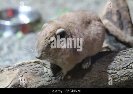 Gundi comune - Ctenodactylus gundi Foto Stock