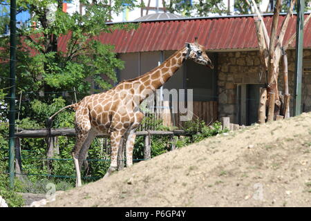 Northern giraffa - Giraffa camelopardalis presso lo Zoo di Budapest, Ungheria Foto Stock
