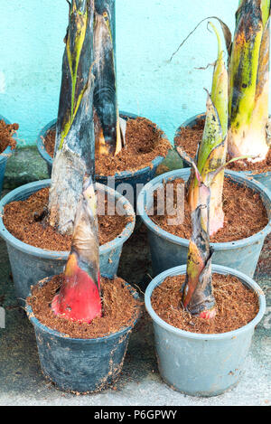 Gruppo di banana shoot crescere sul pot Foto Stock