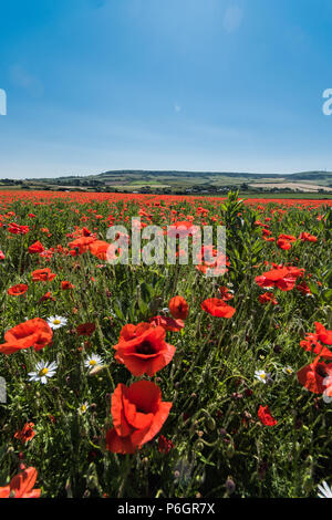 Campo di papavero. papaveri crescente tra i broadbeans. Foto Stock