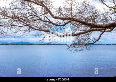 Vista di rami che si allunga verso il mare. Foto Stock