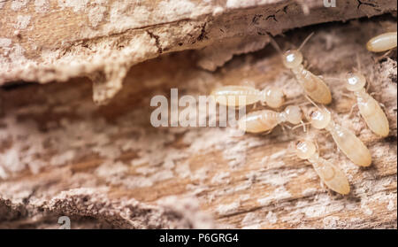 Immagine ravvicinata, macro formiche bianche o termiti sul legno in decomposizione. Come un nemico di case di legno come bene. Foto Stock