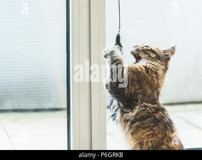 Funny gattino con una faccia di predatori morde un giocattolo Foto Stock