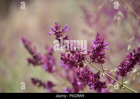 La flora di Gran Canaria - Salvia Canariensis, Isola Canarie salvia Foto Stock