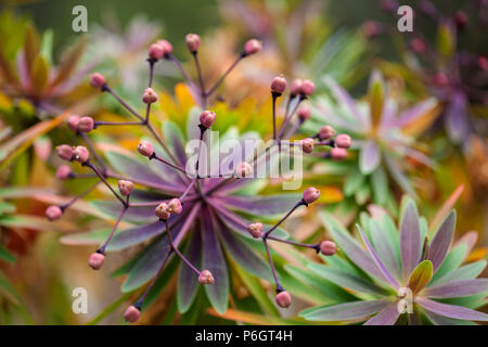 Sfondo floreale di formare frutto di Euphorbia atropurpurea Foto Stock