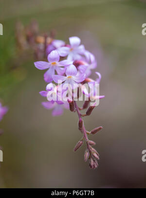 La flora di Gran Canaria - Campylanthus salsoloides, endemico a Isole Canarie, localmente denominata mare rosmarino Foto Stock