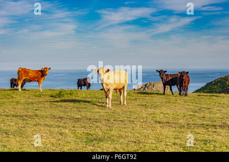cornish bestiame pascolo su una collina costiera cornovaglia Foto Stock