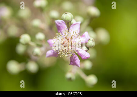 La flora di Gran Canaria - Rubus ulmifolius blackberry macro di fiori Foto Stock