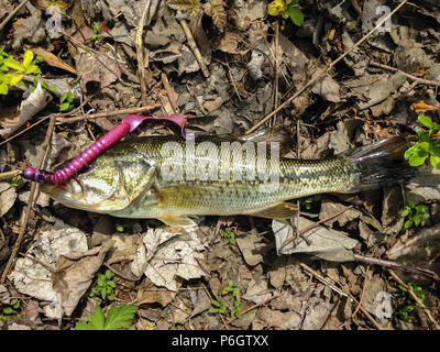 Un smallmouth bass catturati in una piccola piscina nei locali di un piccolo flusso di acqua Foto Stock