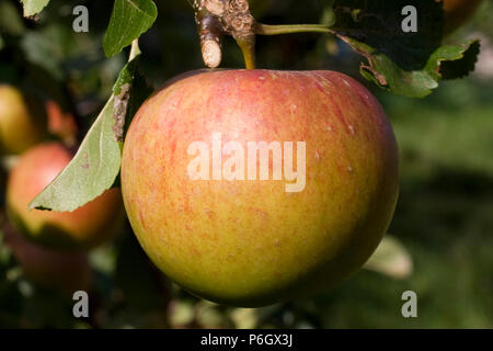 Signore Lambourne. Il dessert apple. Frutti maturi su un albero in un frutteto organico a Bristol. Foto Stock