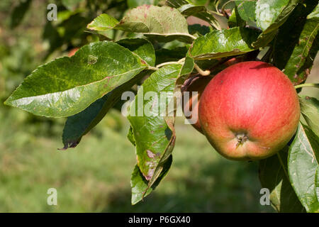 Red Pippin / Fiesta. Il dessert apple. Frutti maturi su un albero in un frutteto organico a Bristol. Foto Stock