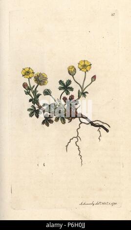 A FIORE GRANDE potentilla, Potentilla grandiflora (molla cinquefoil, Potentilla verna). Handcolored incisione su rame dopo una illustrazione di James Sowerby da James Smith è inglese botanica, Londra, 1791. Foto Stock