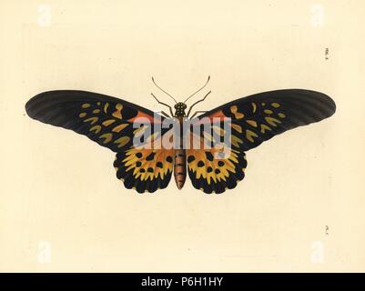 Gigante a coda di rondine africana butterfly Papilio antimachus. Handcolored litografia dal John O. Westwood la nuova edizione di Dru Drury 'illustrazioni di Entomologia esotici,' Bohn, Londra, 1837. Foto Stock