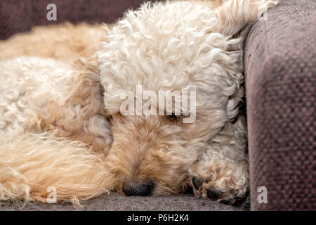 Labradoodle avvolto a ricciolo addormentato su una poltrona Foto Stock