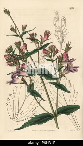 Diffusione penstemon, Pentstemon diffusum. Handcolored incisione su rame dopo una illustrazione botanica da Walter Fitch da William Jackson Hooker della rivista botanica, Londra, 1838. Foto Stock