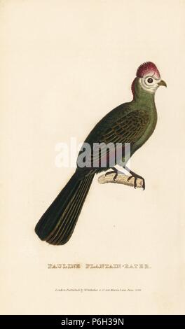 Rosso-crested's Turaco, Tauraco erythrolophus (Touracou pauline, Pauline piantaggine-eater, Musophaga paulina). Handcolored incisione da Edward Griffith il regno animale dal barone Cuvier, Londra, la Whittaker, 1829. Foto Stock
