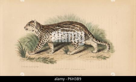 Ocelot, da Leopardo pardalis. Incisi da Thomas Landseer dopo una illustrazione di Charles Hamilton Smith. Handcolored incisione su rame da Edward Griffith il regno animale dal barone Cuvier, Londra, la Whittaker, 1825. Foto Stock