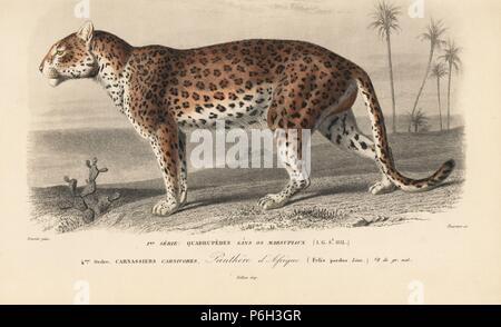 Leopard, Panthera pardus. Handcolored incisione di Fournier dopo una illustrazione da Edouard Travies da Charles d'Orbigny's Dictionnaire Universel d'Histoire Naturelle (Dizionario di storia naturale), Paris, 1849. Foto Stock