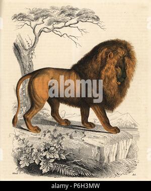 Lion Panthera leo, maschio. Litografia Handcolored da Carl Hoffmann il libro del mondo, Stuttgart, 1848. Foto Stock