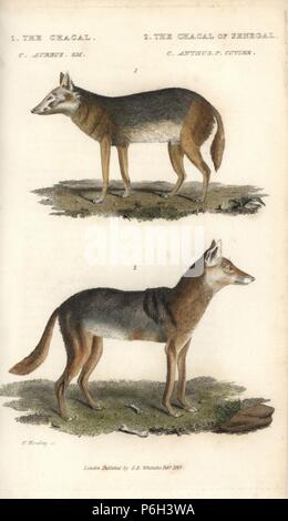 Golden jackal, Canis aureus, e Senegalese jackal, Canis aureus (Anthus Chacal chacal e del Senegal, Canis anthus). Handcolored incisione su rame di Bradley da Edward Griffith il regno animale dal barone Cuvier, Londra, la Whittaker, 1825. Foto Stock