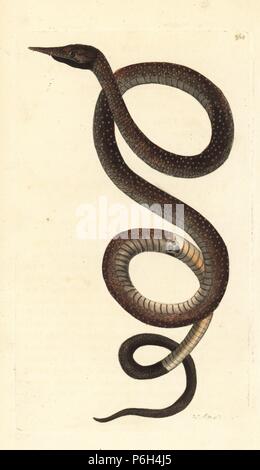 Madagascar o foglia malgascio-serpente dal naso, Langaha madagascariensis (Long-snouted langaya, Langaya nasuta). Foto Stock