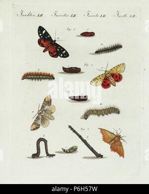 Scarlet tiger moth, Callimorpha dominula 1, viola tiger, Rhyparia purpurata 2, Buff-punta tarma Phalera bucephala 3, e Canarie thorn con spallamento, Ennomos alniaria, con caterpillar e pupa. Handcolored incisione su rame da Bertuch 'Bilderbuch fur Kinder' (Picture Book per bambini), Weimar, 1807. Friedrich Johann Bertuch (1747-1822) era un editore tedesco e l uomo delle arti più famoso per il suo 12-volume enciclopedia per bambini illustrato con 1.200 lastre incise sulla storia naturale, della scienza, costume, mitologia, ecc, pubblicato da 1790-1830. Foto Stock