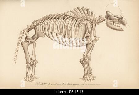 Lo scheletro di un estinto Great American mastodon, Mastodon gigantium. Incisione da Charles d'Orbigny's Dictionnaire Universel d'Histoire Naturelle (Dizionario di storia naturale), Paris, 1849. Foto Stock