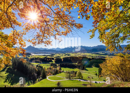 Golden ottobre nel bellissimo colorato del bosco di faggio Foto Stock