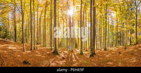 Golden ottobre nel bellissimo colorato del bosco di faggio Foto Stock