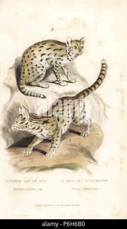 Sunda leopardo nuvola, Neofelis diardi (vulnerabili) e serval, Leptailurus serval (Tiger cat di Java, Felis diardi e Cape cat di Forster, Felis capensis). Handcolored incisione su rame da Griffith, Harriet o Edward, da Edward Griffith il regno animale dal barone Cuvier, Londra, la Whittaker, 1825. Foto Stock