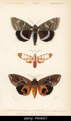 Blu, underwing Catocala fraxini, frutta piercing tarma Eudocima imperator (Ophideres imperator), e Amerila madagascariensis (Aganais vitripennis). Handcolored incisione di Fournier dopo una illustrazione da Blanchard da Charles d'Orbigny's 'Dictionnaire Universel d'Histoire Naturelle" (Dizionario universale di storia naturale), Paris, 1849. Foto Stock