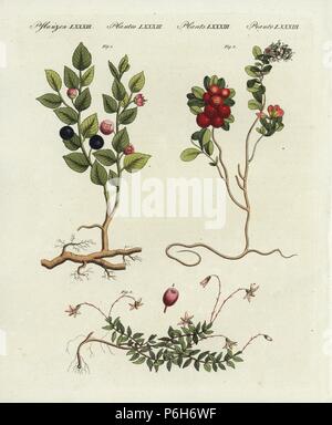Il mirtillo o mirtillo, Vaccinium myrtillus 1, lingonberry o cowberry, Vaccinium vitis-idaea 2, e cranberry, Vaccinium oxycoccos 3. Handcolored incisione su rame da Friedrich Johann Bertuch's Bilderbuch fur Kinder (Picture Book per bambini), Weimar, 1802. Foto Stock