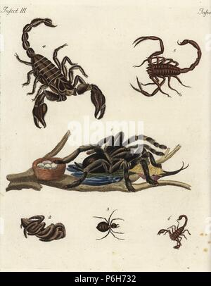 Golia bird-eating spider, Theraphosa blondi, con hummingbird 1, italiano tarantola, Lycosa tarantula 2, Orange spider di Curacao 3, e specie di scorpioni dell India 4, America 5, e l'Europa 6. Handcolored incisione su rame da Friedrich Johann Bertuch 'Bilderbuch fur Kinder' (Picture Book per bambini), Weimar, 1792. Foto Stock