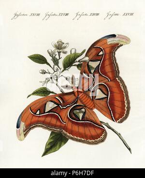 Atlas moth, Attacus atlas, seta cinese Moth sull'arancio. Handcolored incisione su rame da Friedrich Johann Bertuch's Bilderbuch fur Kinder (Picture Book per bambini), Weimar, 1802. Foto Stock