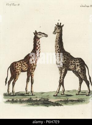 La giraffa, Giraffa camelopardalis, femmina 1 e maschio 2. Handcolored incisione su rame da Friedrich Johann Bertuch 'Bilderbuch fur Kinder' (Picture Book per bambini), Weimar, 1792. Foto Stock