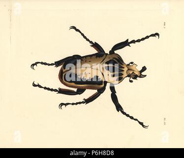 Coleottero golia reale immagini e fotografie stock ad alta risoluzione -  Alamy