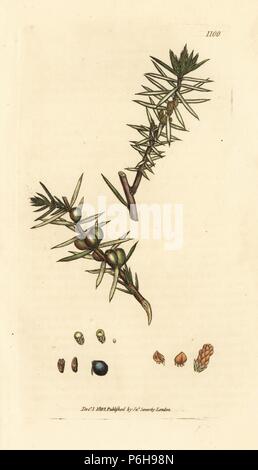 Il ginepro comune, Juniperus communis. Handcolored incisione su rame dopo un disegno da James Sowerby per James Smith è inglese botanica, 1802. Foto Stock