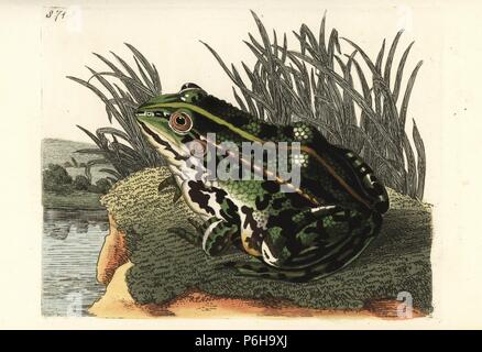 Rana verde comune o rana verde, Pelophylax kl. esculentus (rana verde, Rana esculenta). Illustrazione disegnata e incisa da Richard Polydore Nodder. Handcolored incisione su rame da George Shaw e Federico Nodder's del naturalista Miscellanea, Londra, 1806. Foto Stock