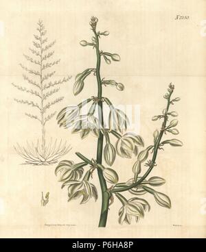 Cabuya gigante, Furcraea foetida (gigantesca furcroea, Furcroea gigantea). Handcolored incisione su rame di Weddell di Samuel Curtis' continuazione di William Curtis' rivista botanica, Londra, 1821. Foto Stock