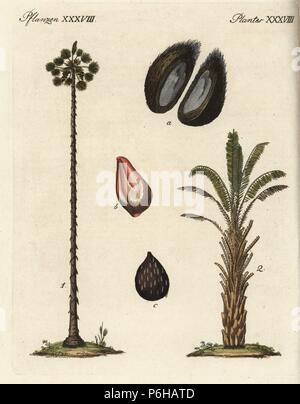 Asian palmyra palm, toddy palm, o sugar palm, Borassus flabellifer 1, africano, olio di palma, Elacis guineensis 2. Handcolored incisione su rame da Friedrich Johann Bertuch's Bilderbuch fur Kinder (Picture Book per bambini), Weimar, 1795. Foto Stock