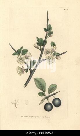 Sloe o prugnolo albero, Prunus spinosa. Handcolored incisione su rame dopo un disegno da James Sowerby per James Smith è inglese botanica, 1801. Foto Stock