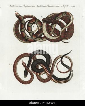 Tappeto di python, Morelia spilota 1, scarlet snake, Cemophora coccinea 2, rosso-nero panciuto snake, Pseudechis porphyriacus 3, e Coluber ocellatus 4. Handcolored incisione su rame da Friedrich Johann Bertuch's Bilderbuch fur Kinder (Picture Book per bambini), Weimar, 1802. Foto Stock