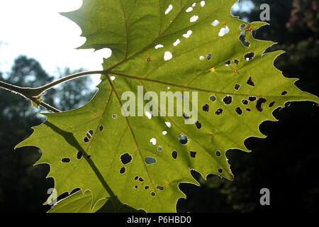 Foglie di uva attaccato da sei-acaro maculato Foto Stock
