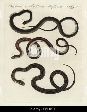 Montpelier snake, Malpolon monspessulanus 1, saettone, Zamenis longissimus 2, e quattro-rigato serpente Elaphe quatuorlineata 3. Handcolored incisione su rame da Friedrich Johann Bertuch's Bilderbuch fur Kinder (Picture Book per bambini), Weimar, 1798. Foto Stock