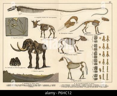 Scheletri fossili di estinzione bat Cuvierimops parisiensis (Vespertilio parisiensis), carnivoro acquatico Basilosaurus cetoides (Zeuglodon cetoides), giraffid Sivatherium giganteum, American mastodon, Mammut americanum (Mastodon giganteum), Bird Dasornis toliapica (Odontopteryx toliapicus), Palaeotherium magnum, Anoplotherium comune, cavallo gracile Hipparion. Chromolithograph dal dottor P. Rolle 'Geologia e Paleontologia' Sezione in Gotthilf Heinrich von Schubert 'Naturgeschichte,' Schreiber, Monaco, 1886. Foto Stock